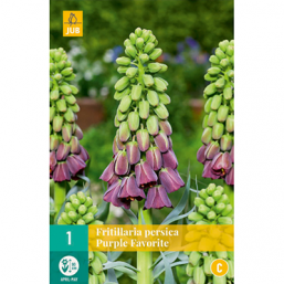 1 Fritillaria Persica Purple Favorite