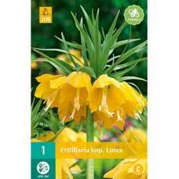 1 Fritillaria Imp.Lutea