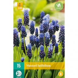 15 Muscari Latifolium