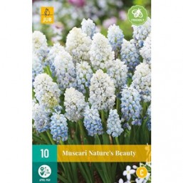 10 Muscari Nature'S Beauty