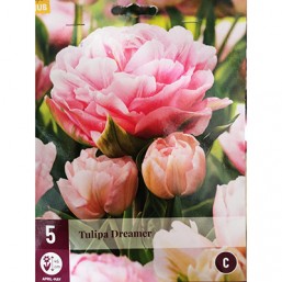 5 Tulipes Dreamer