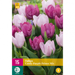 15 Tulipes Candy Purple Prince