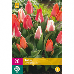 20 Tulipes Greiggi Mix