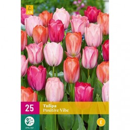 25 Tulipes Positive Wide