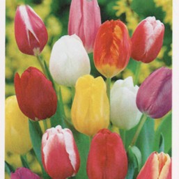 Tulipe Triumph Mix
