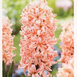 Hyacinthus Spl Gipsy Queen
