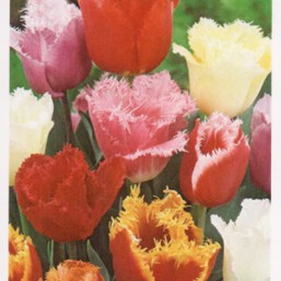 Tulipe Mélange Bordé