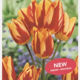 Tulipe Wonder Club New