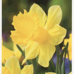 Narcissus Dutch Master