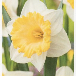 Narcissus Las Vegas