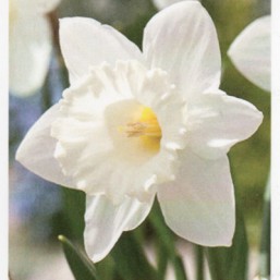 Narcissus Mount Hood