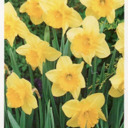 Narcissus Carlton