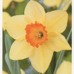 Narcissus Red Devon