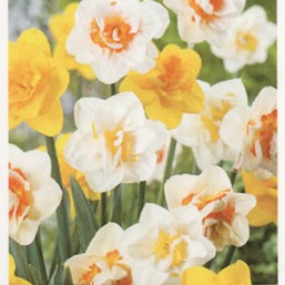 Narcissus Dbl Mix