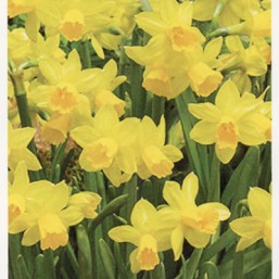 Narcissus Tête-Á-Tête