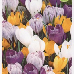 Crocus Large Fleur Mix