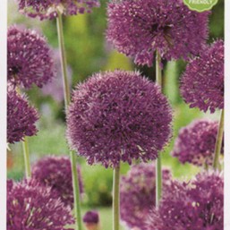 Allium Purple Sensation