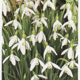 Galanthus Elwesii