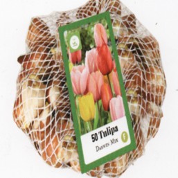 Tulipa Darwin Hybride Mix