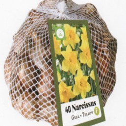 Narcissus Jaune