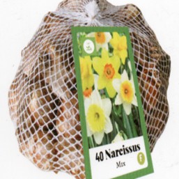 Narcissus Large Coupe