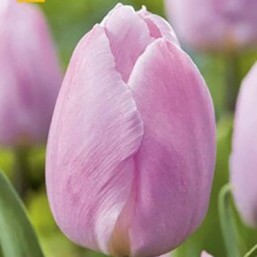 Tulipe Candyprince