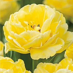 Tulipe Avant-garde