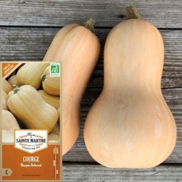 Courge 