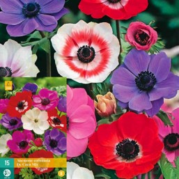 15 Anemone Coronaria Caen