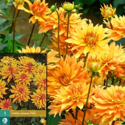 1 Dahlia Autumn Fairy I