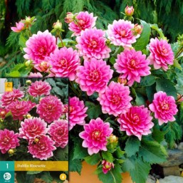 1 Dahlia Bluesette I