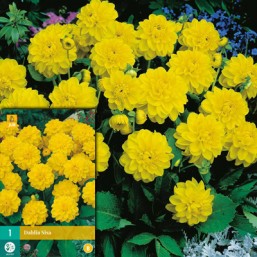 1 Dahlia Sisa New I