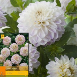 1 Dahlia Wittem I