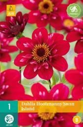 1 Dahlia Hootenanny-Swan Island