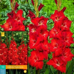 10 Gladiolus Traderhorn 12/14
