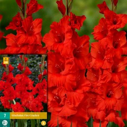 7 Gladiolus Fire Cracker