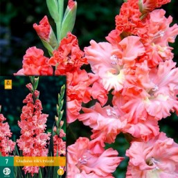 7 Gladiolus Rik'S Frizzle
