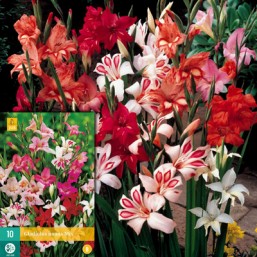 10 Gladiolus Nanus Mix 8/9