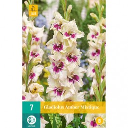 7 Gladiolus Amber Misti 