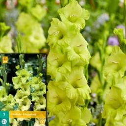 7 Gladiolus Dingadong 12/14