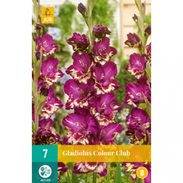 7 Gladiolus Colour Club