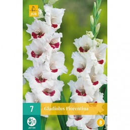 7 Gladiolus Fiorentina
