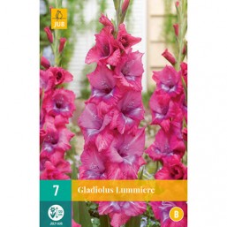 7 Gladiolus Lummiere