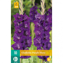 10 Gladiolus Purple Flo
