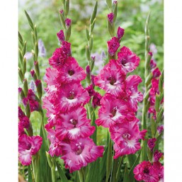7 Gladiolus Nablus 