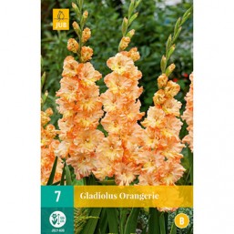 7 Gladiolus Orangerie