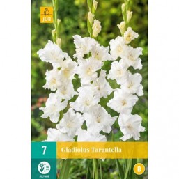 7 Gladiolus Tarantella