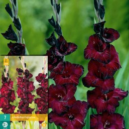 7 Gladiolus Espresso 12/14