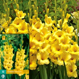 10 Gladiolus Nova Lux 12/14