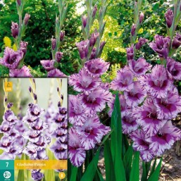 7 Gladiolus Passos 12/14